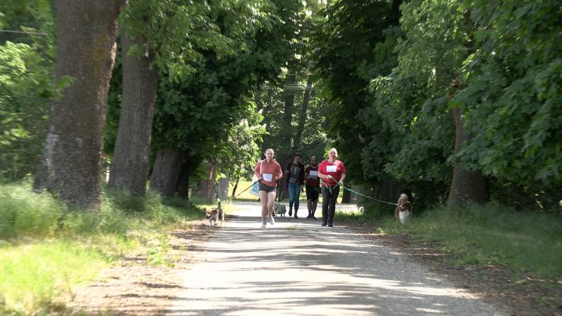 DOGTREKKING W CIEŚLACH